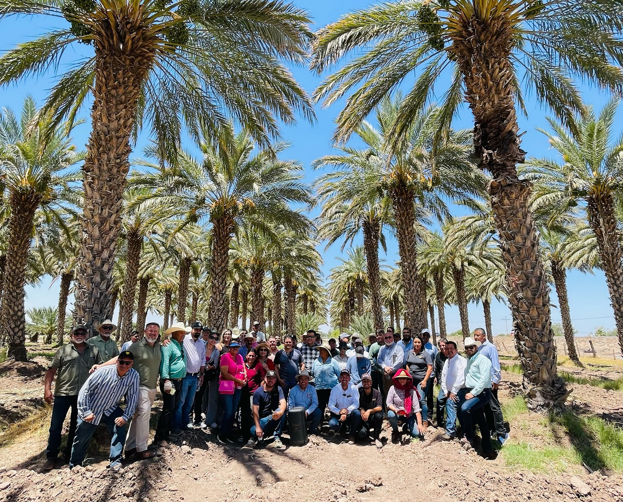 cosecha dátil Mexicali