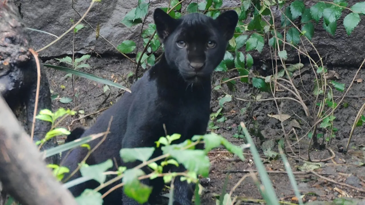 Estos son los nombres de los tres cachorros de jaguar nacidos en Chapultepec