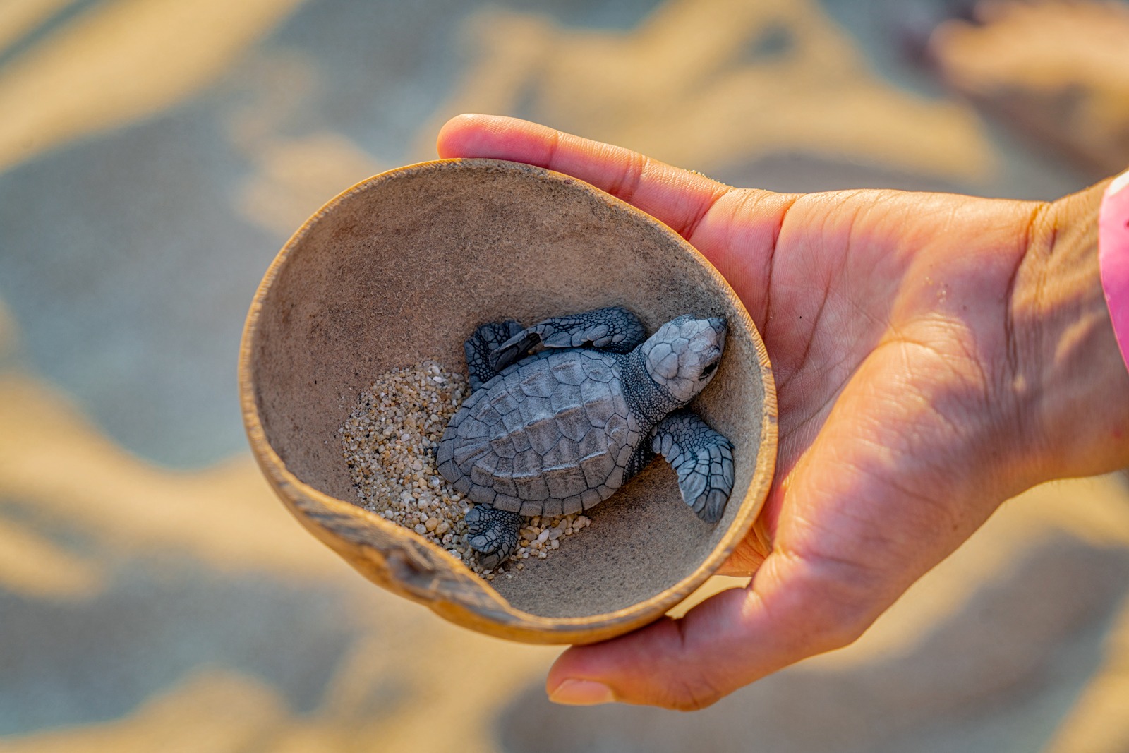 Puerto Vallarta, el principal destino de sol y playa jalisciense, se convierte cada año en el escenario de una de las actividades más conmovedoras y significativas: la liberación de tortugas marinas.