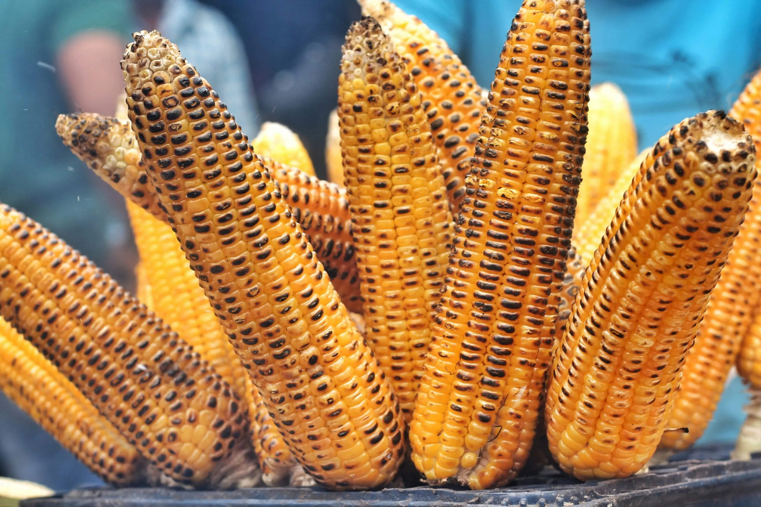El maíz es el alimento por excelencia de los mexicanos, con él se prepararán tortillas, atole, pan y mucho más. ¿Quién no ama un elote dorado con limón y chile?