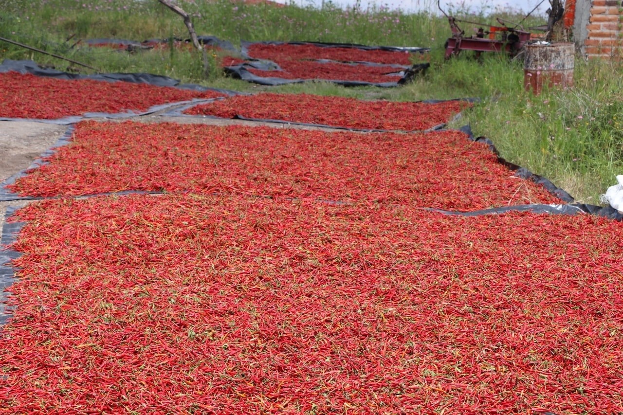 Fiesta de Todos los Chiles