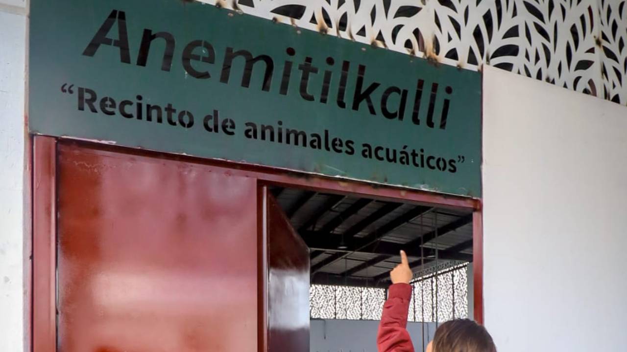preservación de ajolojes