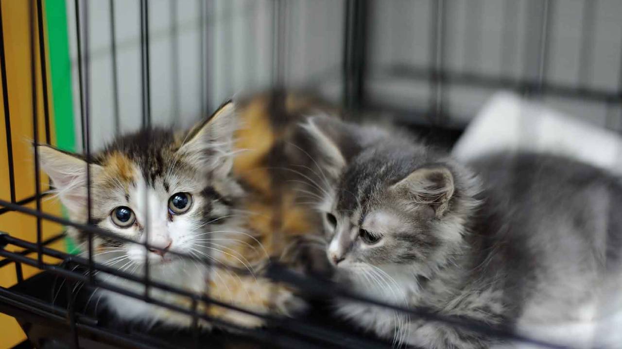Centro Michigan, el albergue para gatitos rescatados de la  CDMX