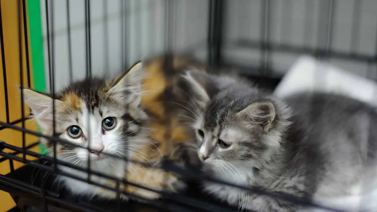 Centro Michigan, el albergue para gatitos rescatados de la  CDMX