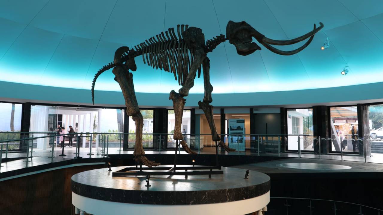 Disfruta del Dino Kermés en el Museo de Historia Natural