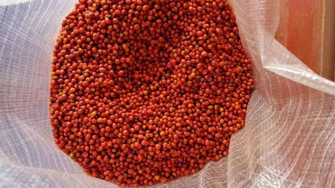 El chile chiltepín es un chile pequeño, redondo y muy picante que tiene un papel importante en la gastronomía de México y en otras regiones de América Central, y es conocido desde tiempos precolombinos.