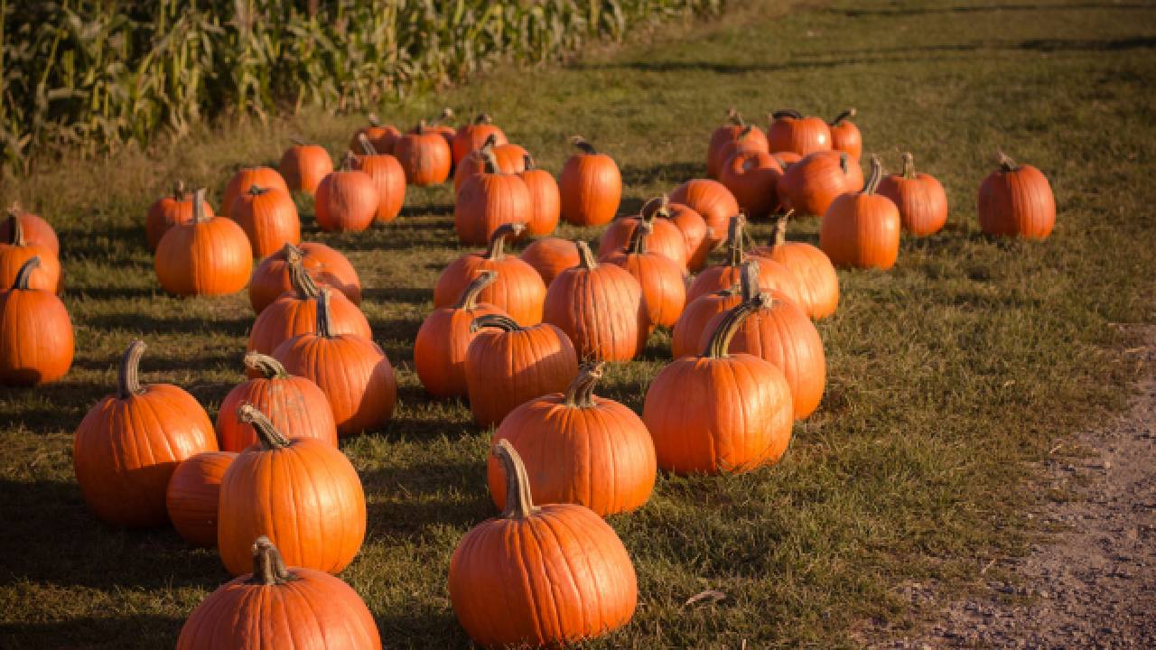 El otoño esta a solo unos días de llegar, y la temporada de calabazas con el. En Chihuahua, ciudad Cuauhtémoc esta lista para vestirse de tonos naranjas y cafés, celebrando esta colorida estación con su Festival de la Calabaza y el Otoño, y en Descubre México te contamos sobre el.