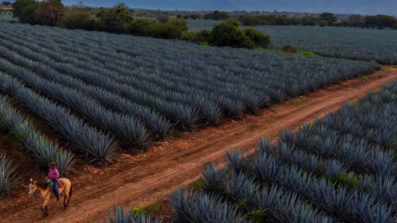 Tequila
