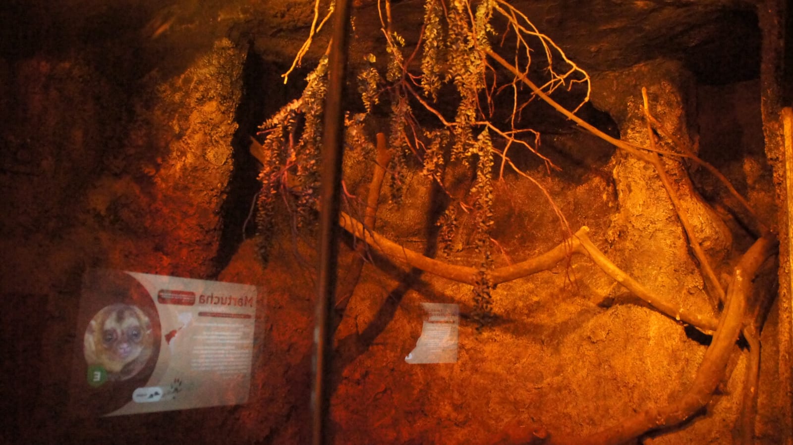 La Secretaría del Medio Ambiente (Sedema) de la Ciudad de México invita los capitalinos a conocer el “Nocturnario” que creó en el Centro de Conservación de la Vida Silvestre Chapultepec, un espacio que busca sensibilizar a las personas sobre la importancia de los animales nocturnos y promover su conservación.