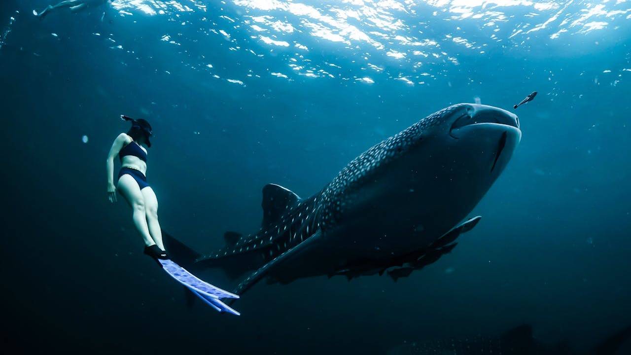 tiburón ballena en Baja California Sur