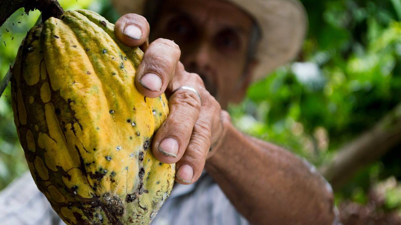 Festival Cacao para Todos