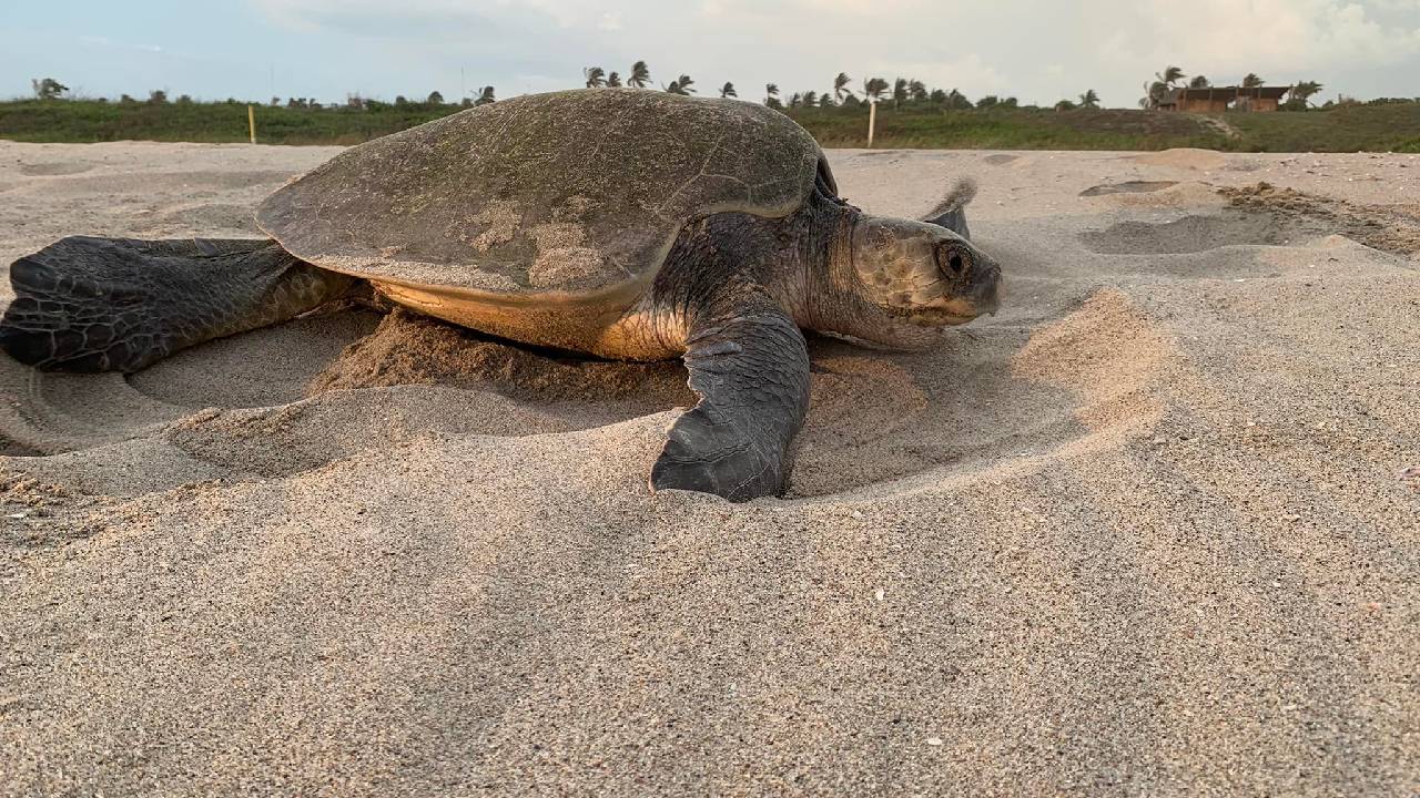 Dentro del territorio mexicano, la región de Costalegre en Jalisco es considerada uno de los santuarios más destacados para el arribo de la tortuga marina.