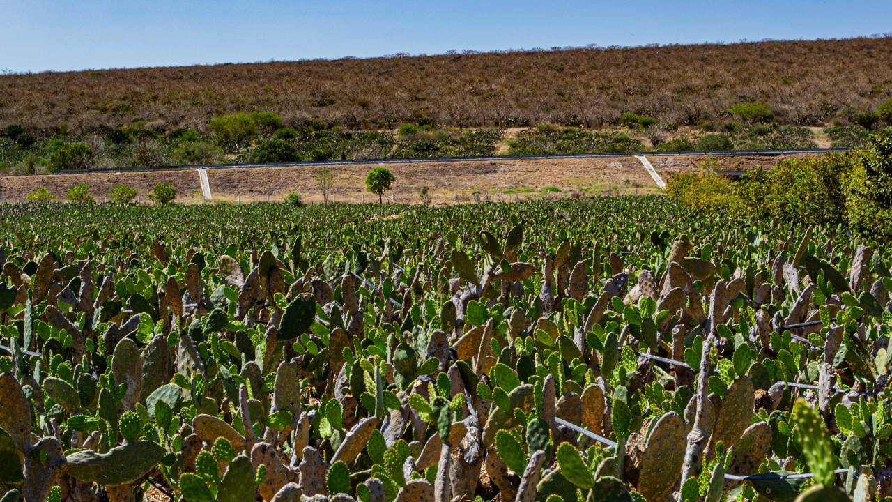 Descubre el Circuito del Nopal de Guanajuato