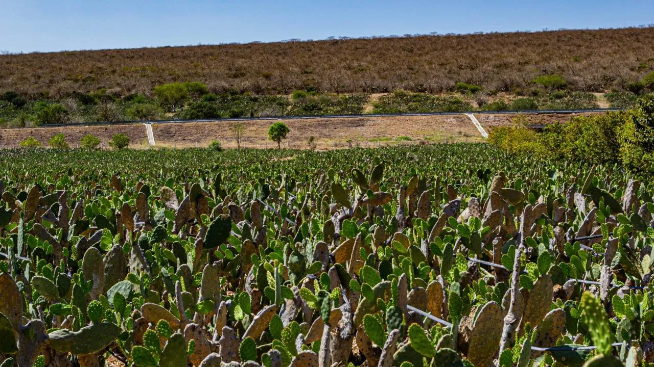 Descubre el Circuito del Nopal de Guanajuato