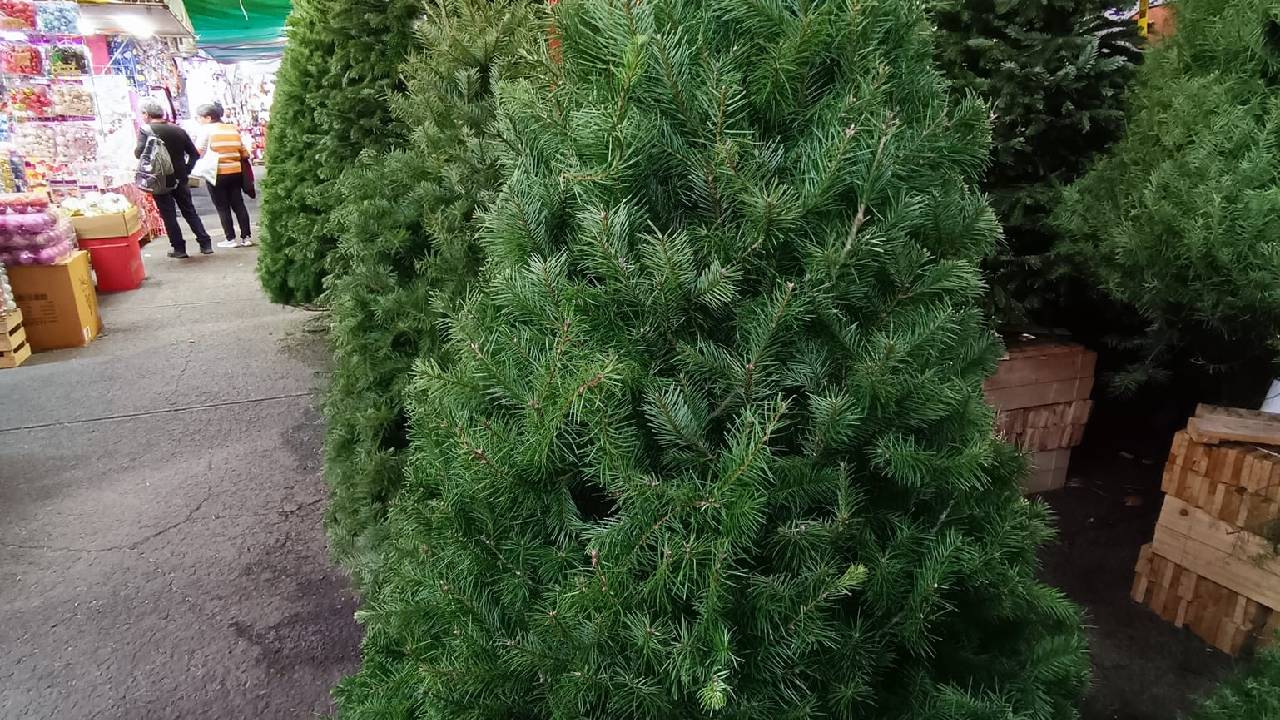 Si estas buscando donde comprar árboles de navidad naturales, entonces esta información es para ti. ¡Ve por tu árbol natural de Navidad ya!