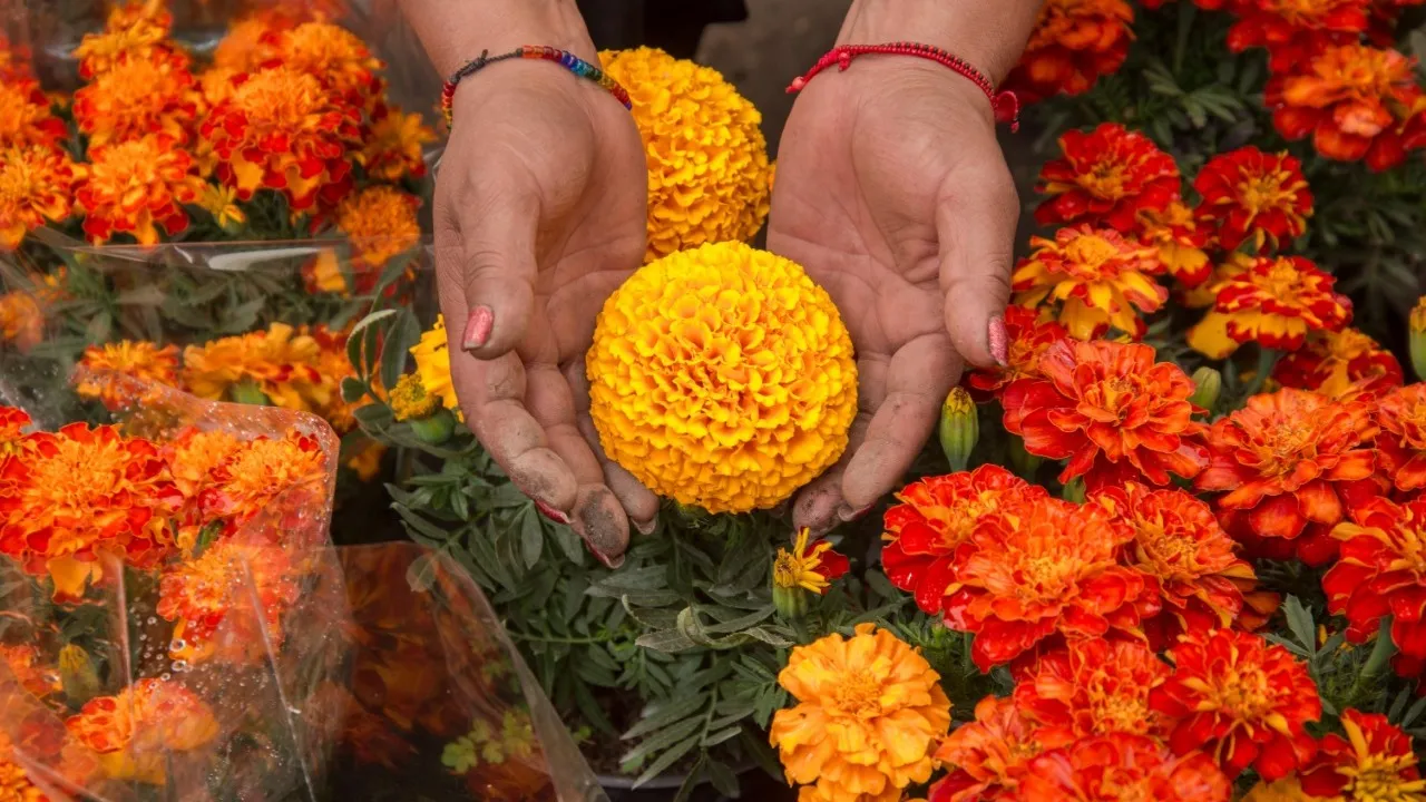 flores de cempasuchil