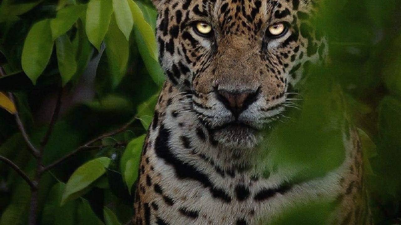 También conocido como el Día Internacional de la Conservación del Jaguar, tiene como objetivo concientizar a los pueblos sobre el apoyo público que debe tener la preservación de esta especie felina.