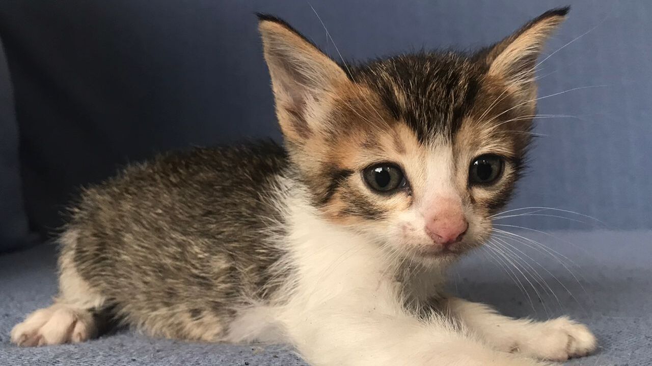 Gato
