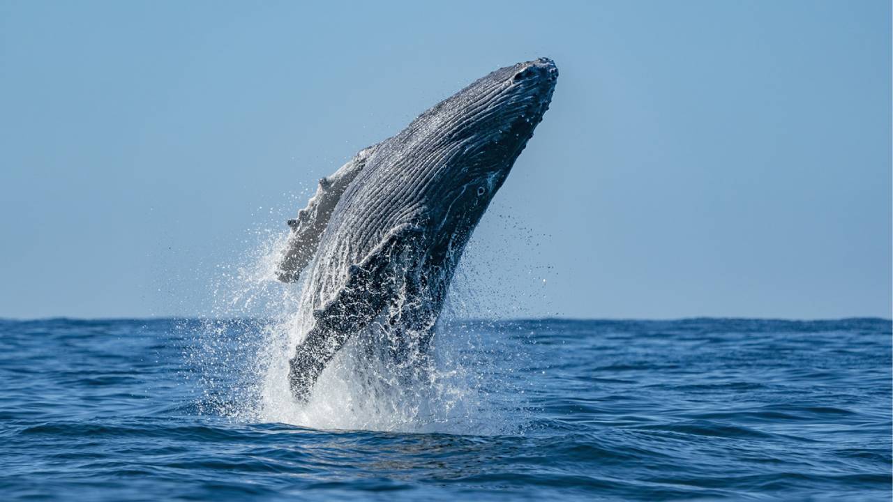 Cuando se trata de espectáculos naturales extraordinarios, pocos lugares en el mundo pueden igualar la majestuosidad del avistamiento de ballenas jorobadas en las costas de Nayarit.