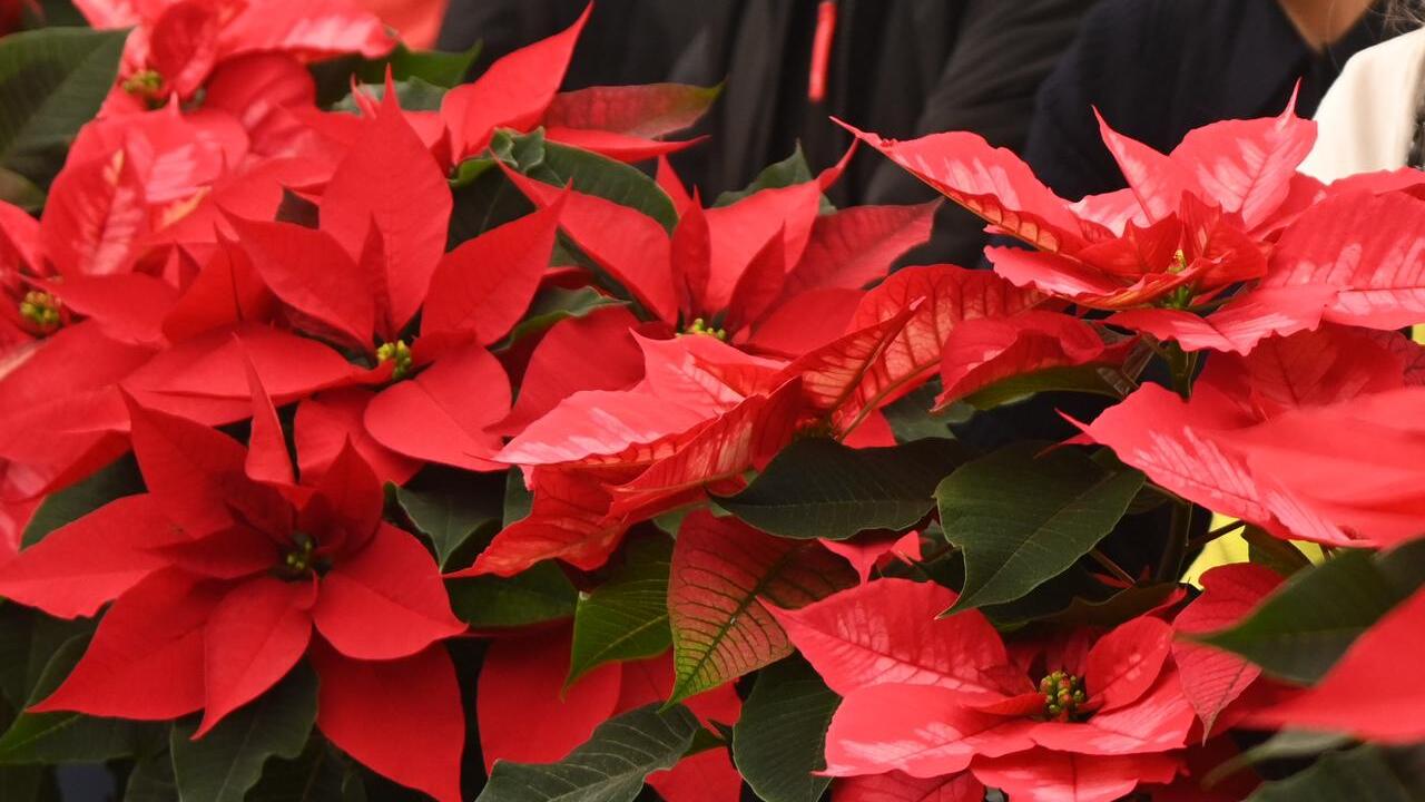 Flores de nochebuena