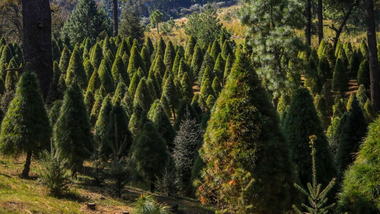 Árbol de Navidad