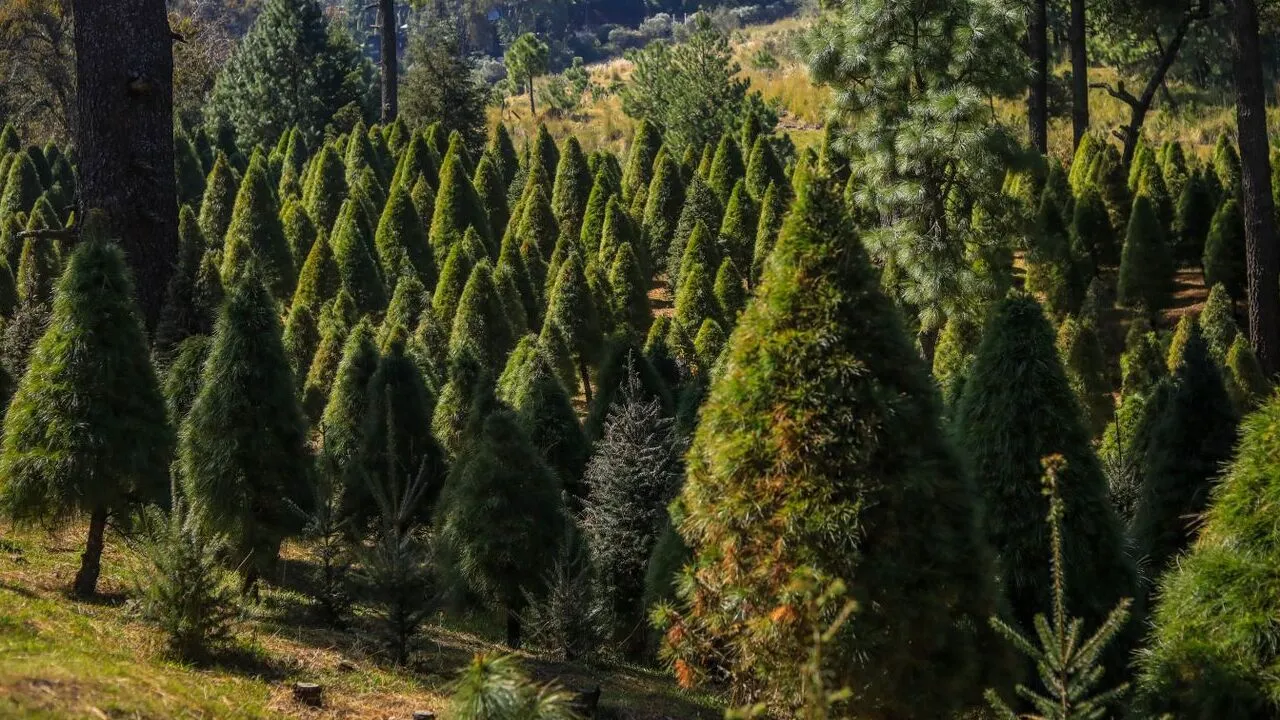 Árbol de Navidad