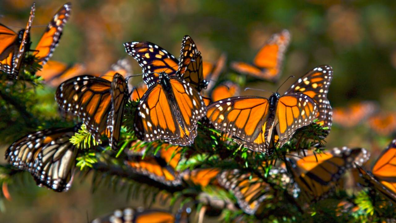 ¿Dónde puedo ver la Mariposa Monarca en el Edomex?