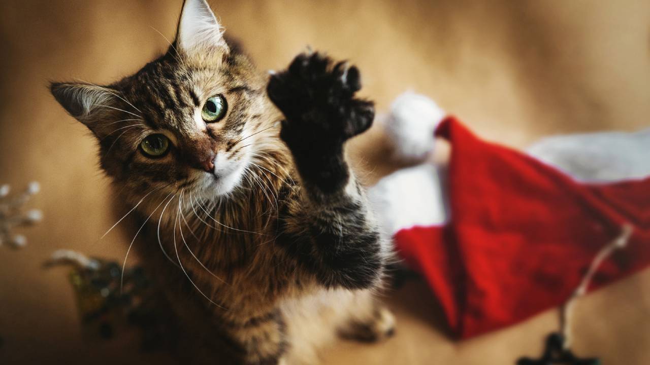 Disfruta del espíritu felino y navideño en el Cat Fest Navidad
