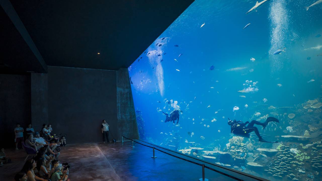 La temporada navideña ha llegado al Gran Acuario Mazatlán Mar de Cortés, y en Descubre México te damos la información para qué vayas a visitarlo cuanto antes. 