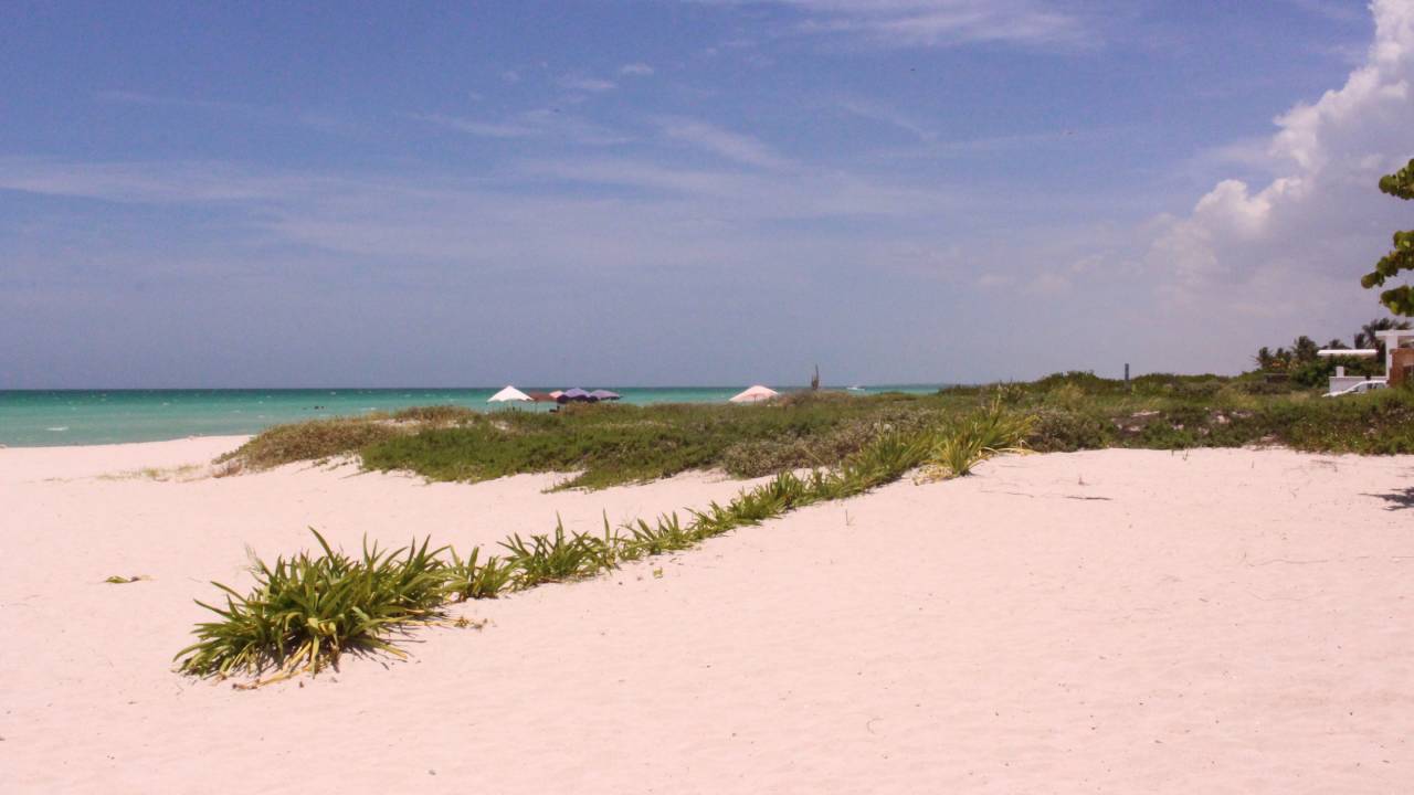 Sisal