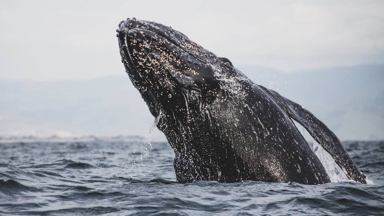 temporada de avistamiento de ballena gris