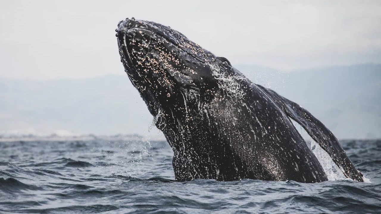temporada de avistamiento de ballena gris