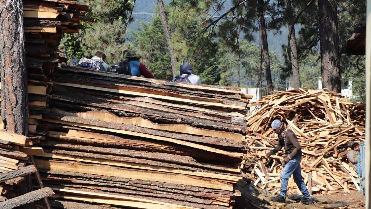 Operativo de tala ilegal