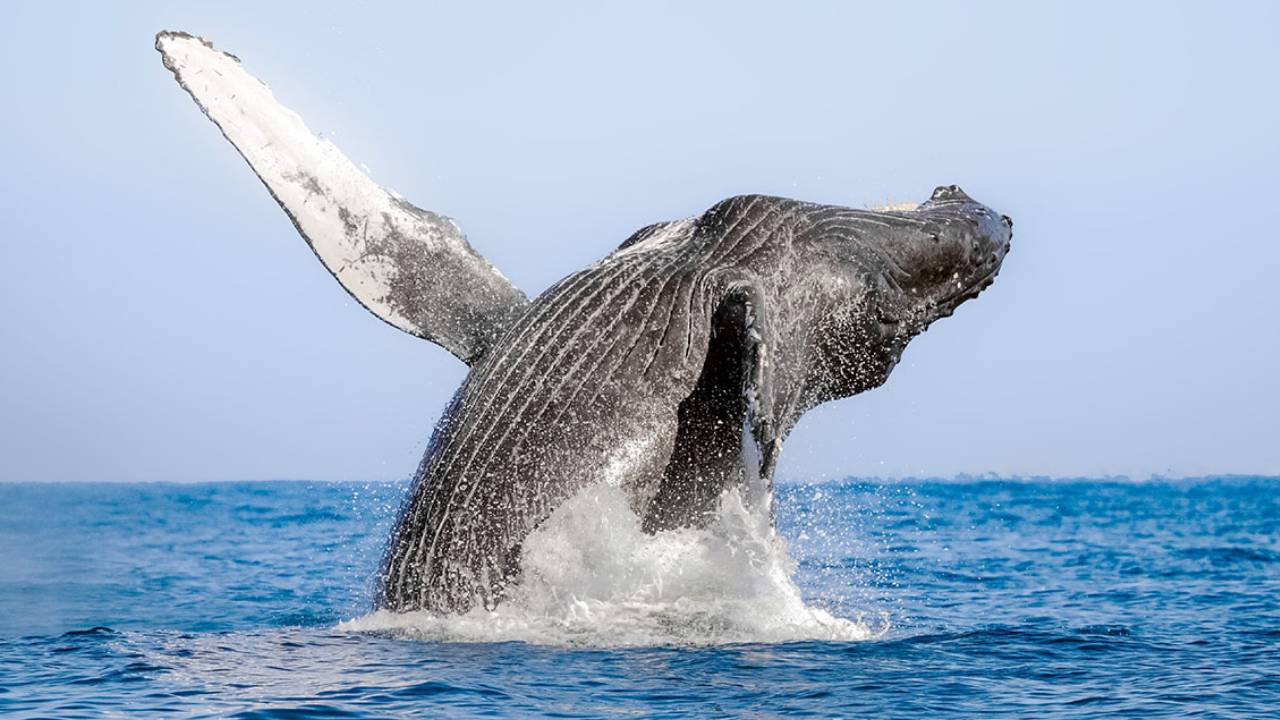 Avistamiento de ballenas en Bahía de Banderas: Una experiencia inolvidable