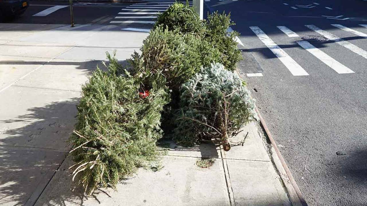 Estos son los centro de acopio de árboles de navidad en la CDMX