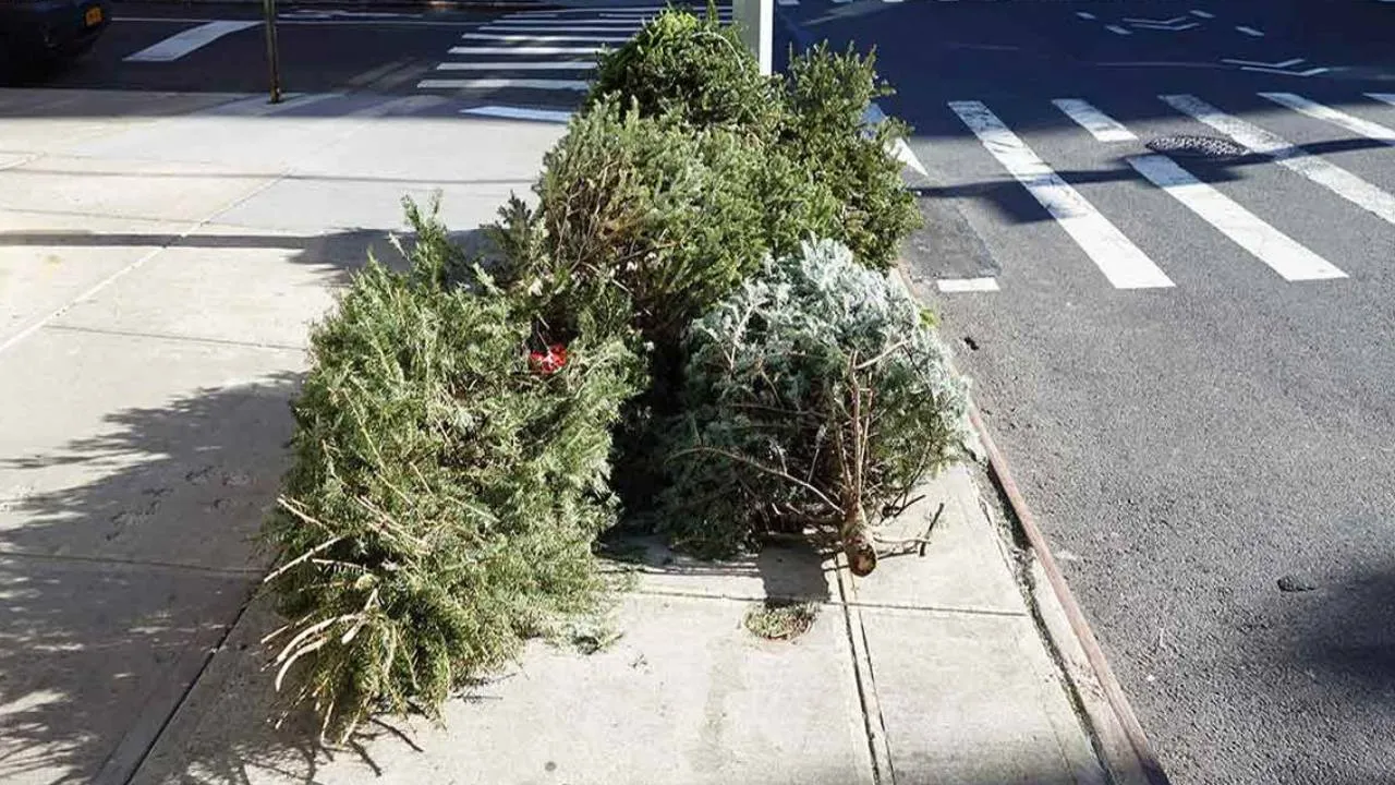 Estos son los centro de acopio de árboles de navidad en la CDMX