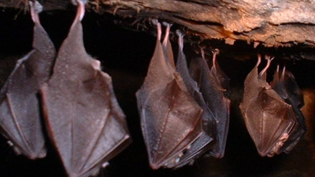 Murciélagos