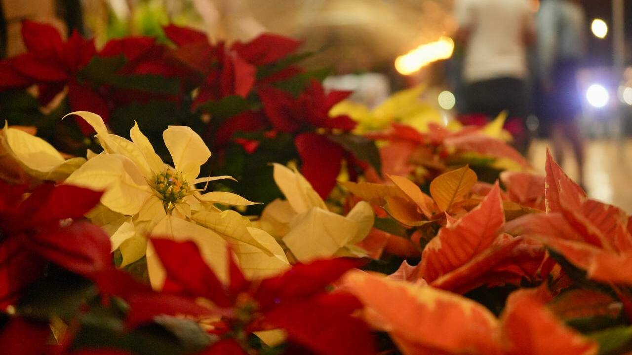 Flor de nochebuena