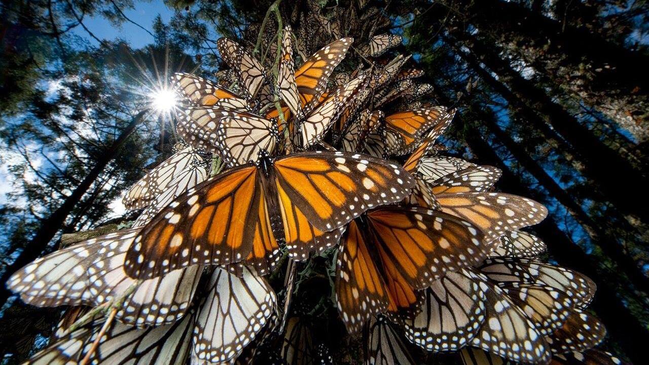 Mariposas monarcas