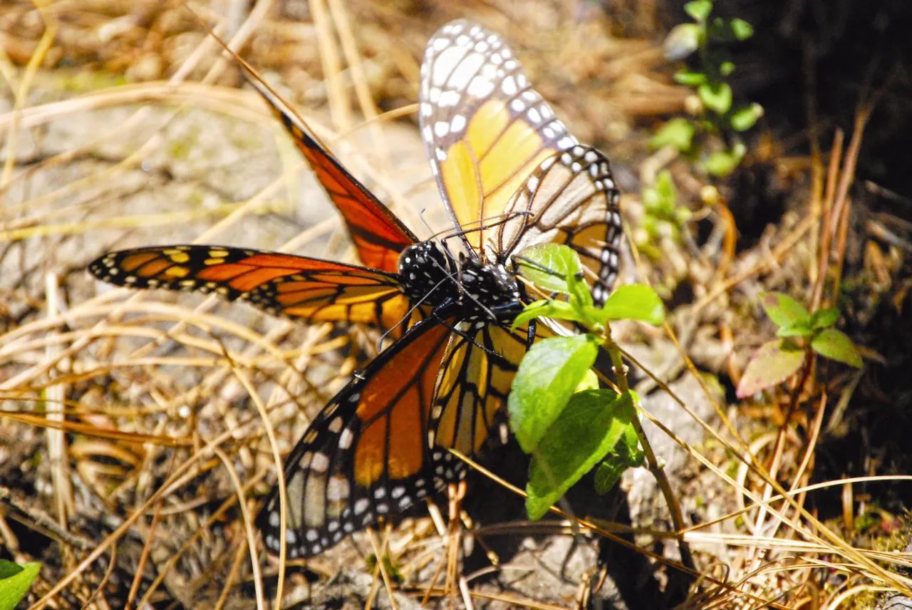 Mariposa monarca