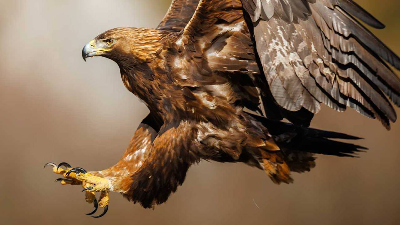 Celebrando el Día Nacional del Águila Real en México