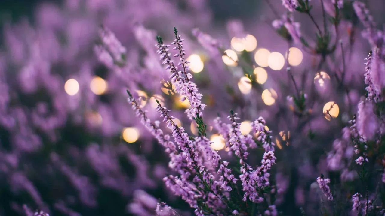Este 14 de febrero, regala una visita a estos campos de lavanda
