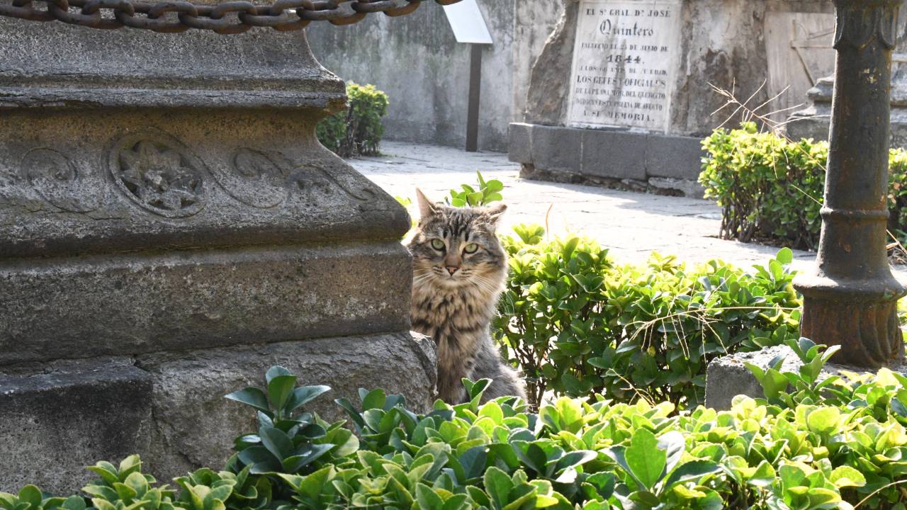 Gatotitlan: una iniciativa solidaria para ayudar a los gatitos