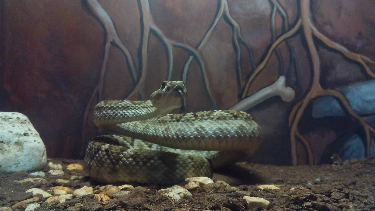 Teutle Museo de Serpientes Vivas