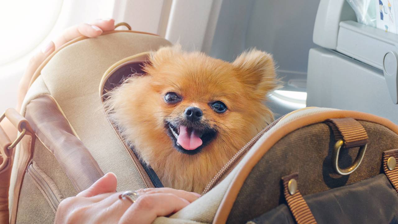 Estas son las reglas para viajar con mascotas a Estados Unidos