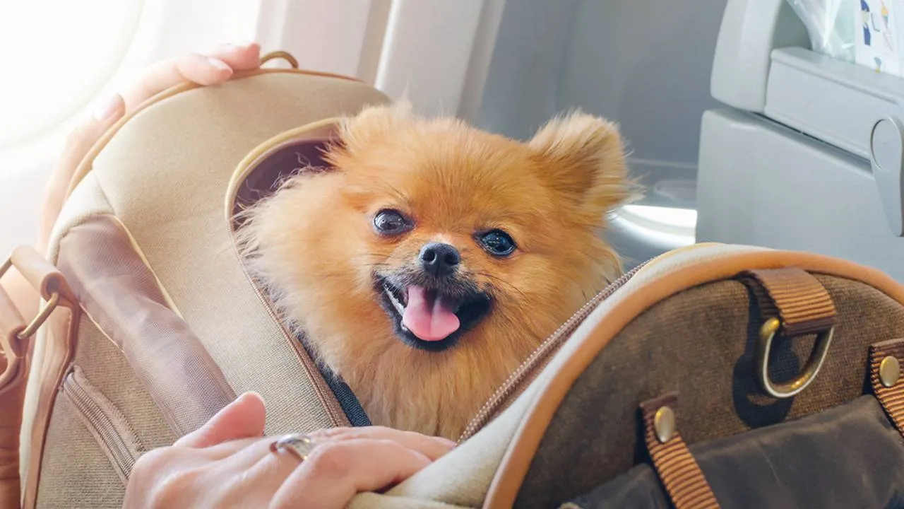 Estas son las reglas para viajar con mascotas a Estados Unidos