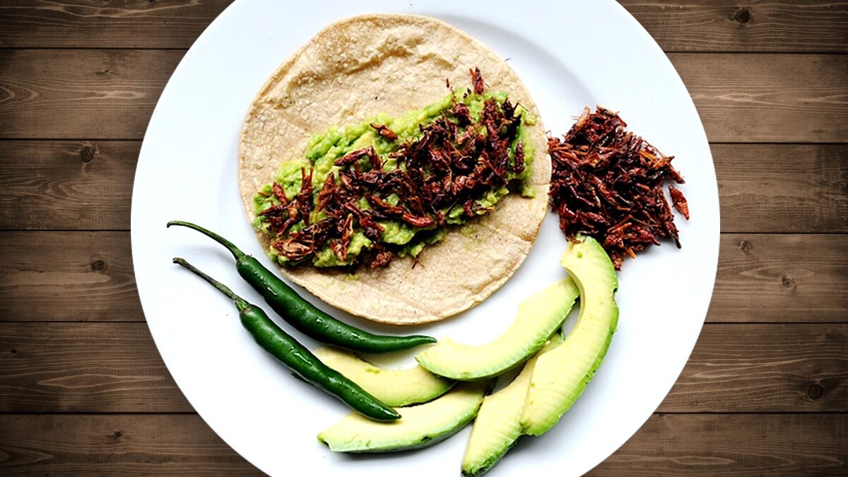 Tacos de jumiles.