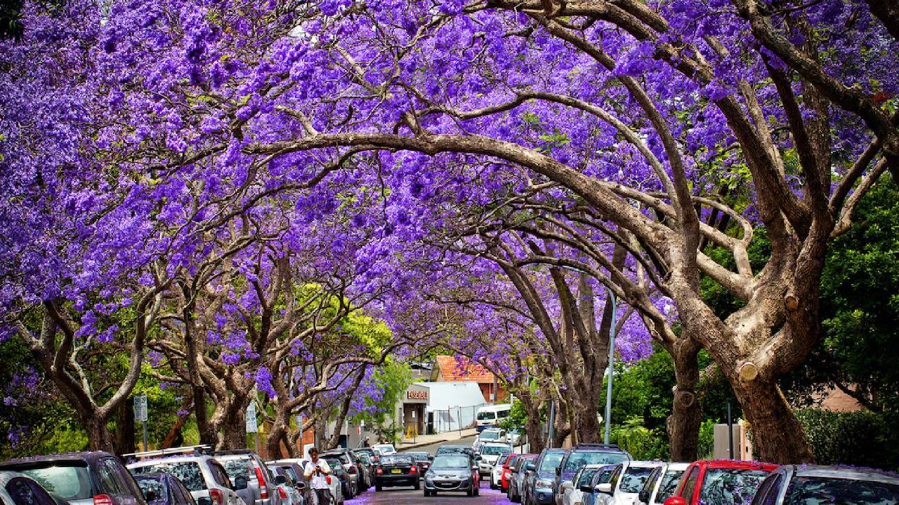 Disfruta de la llegada de las jacarandas a la ciudad
