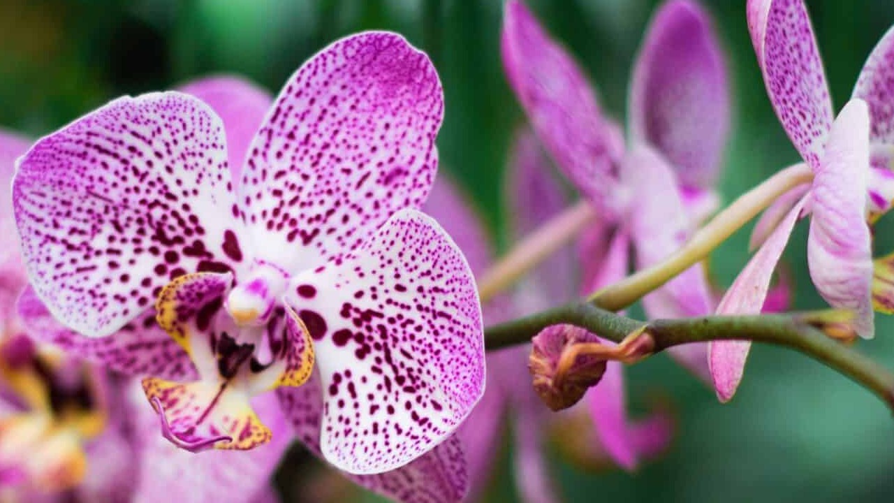 Festival de la Orquídea Coatepec