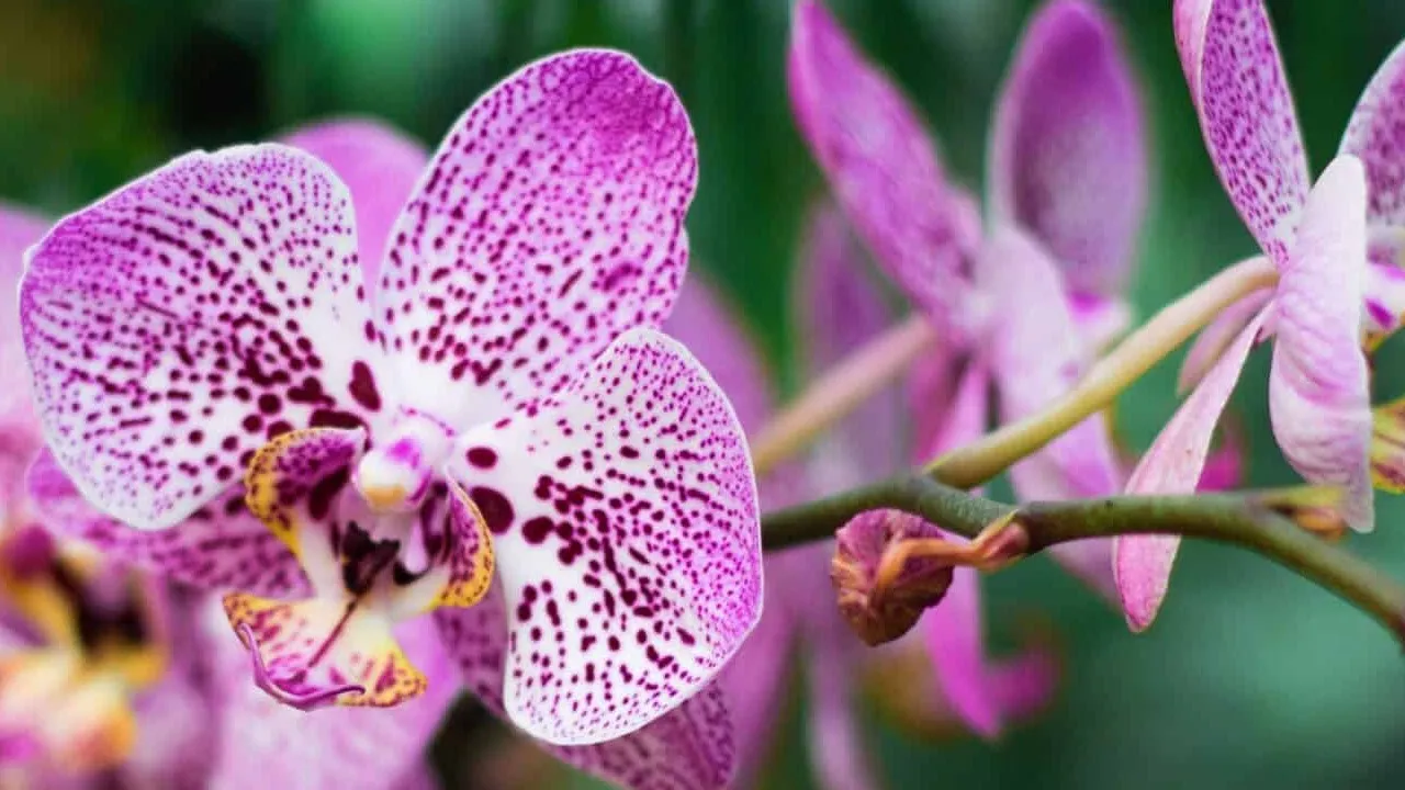 Festival de la Orquídea Coatepec